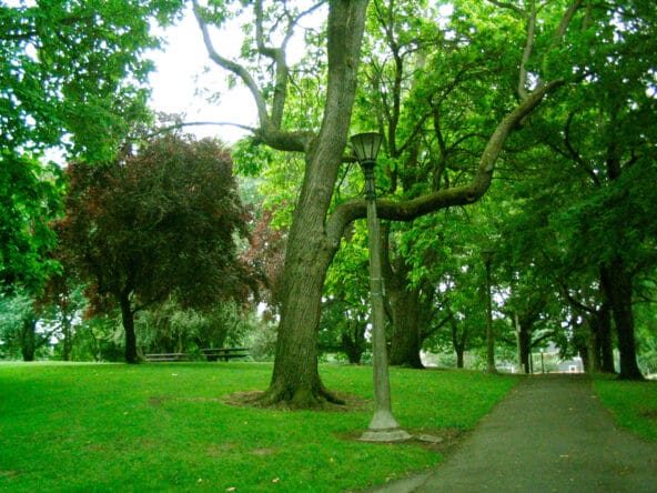 Old green trees n Lamppost in Portland park