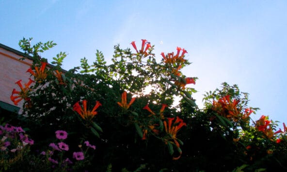 Orange Honeysuckle flowers above the sidewalk