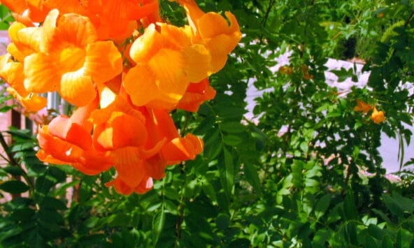Orange desert blooms n green leaves