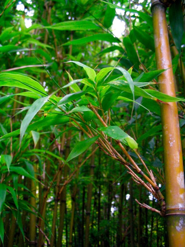 Patch of green Bamboo trees