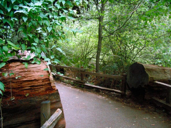 Path cutting thru fallen Redwood