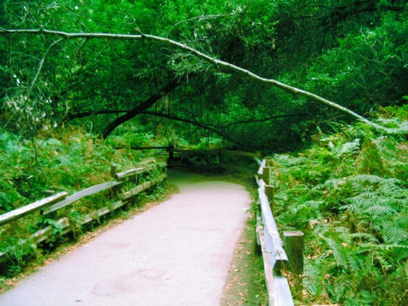 Path thru Muir Woods