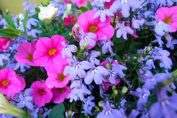Periwinkle n Pink flowers