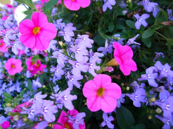 Periwinkle n Pink flowers (macro 2)