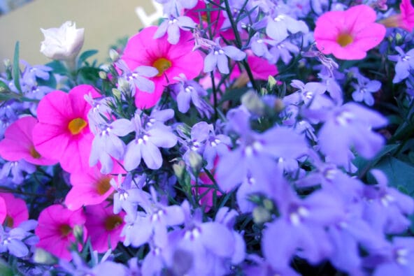 Periwinkle n Pink flowers (macro)