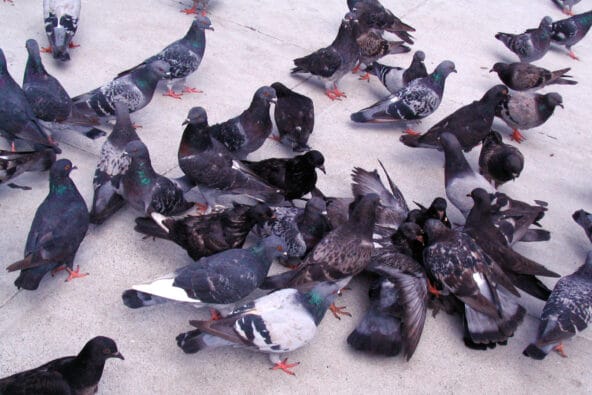 Pigeons fighting over food