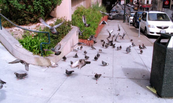 Pigeons in flight over the sidewalk