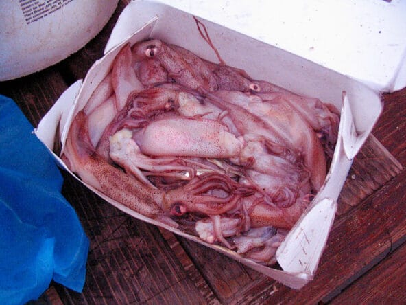 Pile of Pink Squid in a box