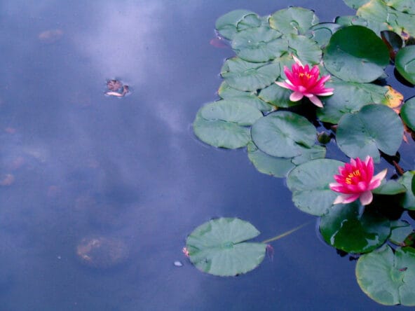 Pink Lotuses on pond reflecting the sky