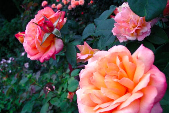 Pink n Orange roses