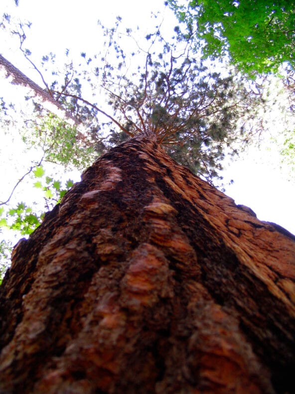 Ponderosa Pine towers above