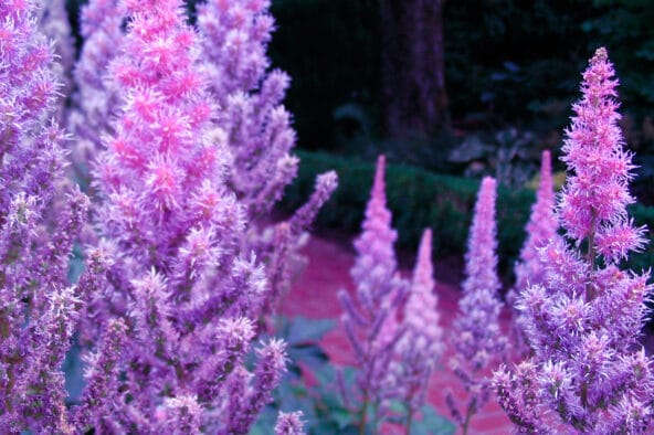 Purple Fuzzy Stalks