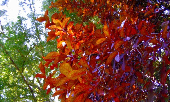 Purple leafed (Cherry) Plum leaves