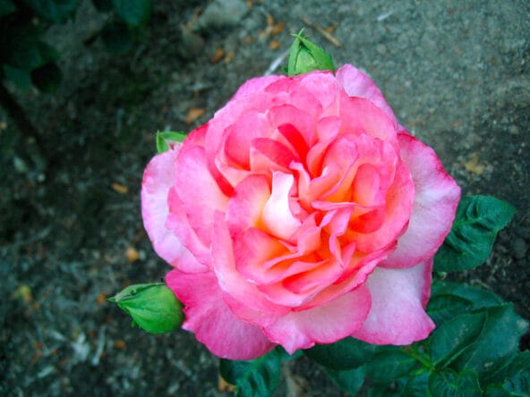 Radiant Fuschia n Pink bloom