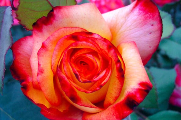 Rainbow Sorbet Rose closeup