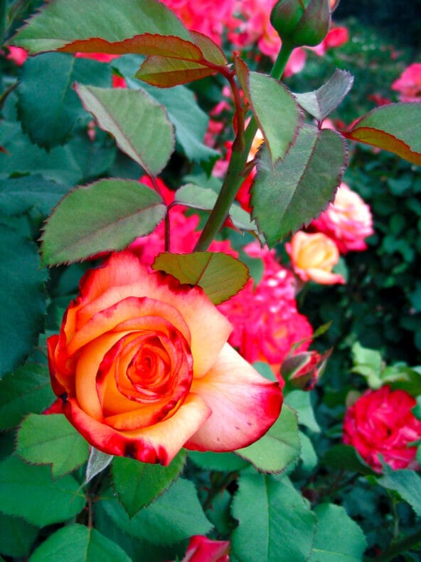 Rainbow Sorbet rose