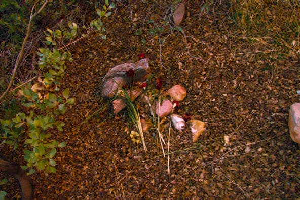 Red Roses left alongside the path