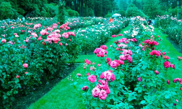 Rose Test Garden Test Beds