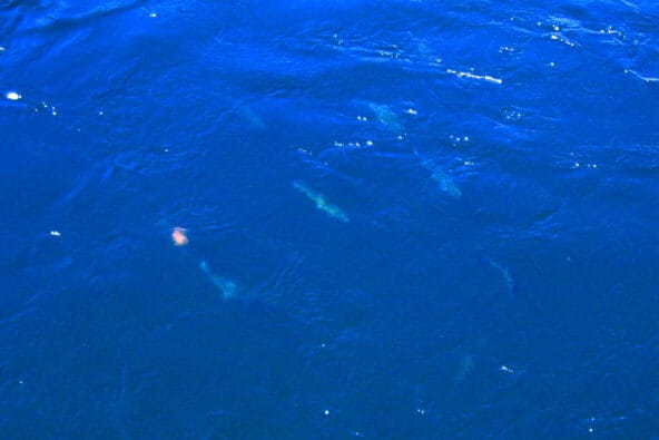Salmon in the Chittenden Lock