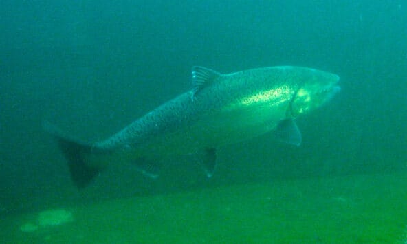 Salmon in the Fish Ladder