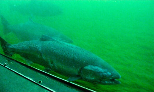 Salmon in the Fish Ladder (closeup)
