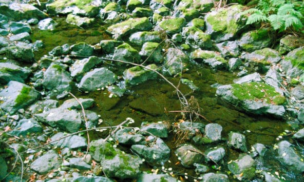 Shallow stream over mossy rocks