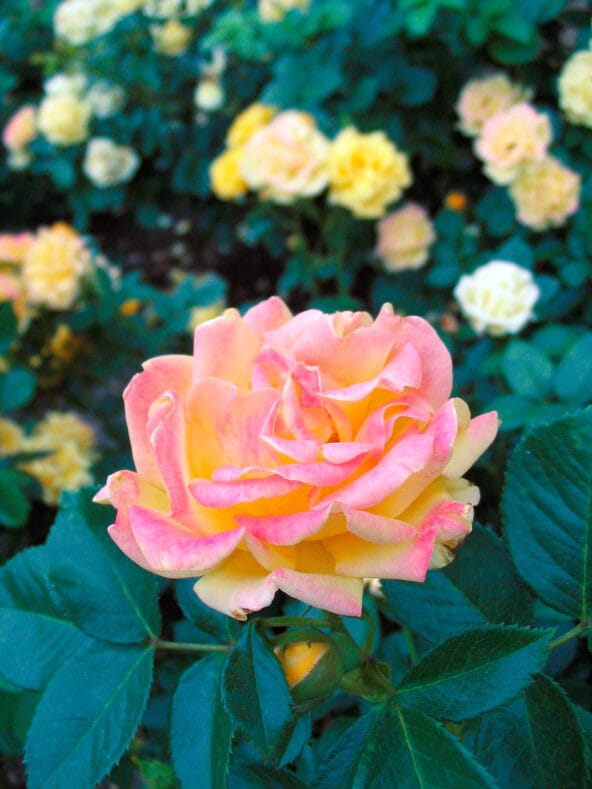 Shock Wave floribunda roses