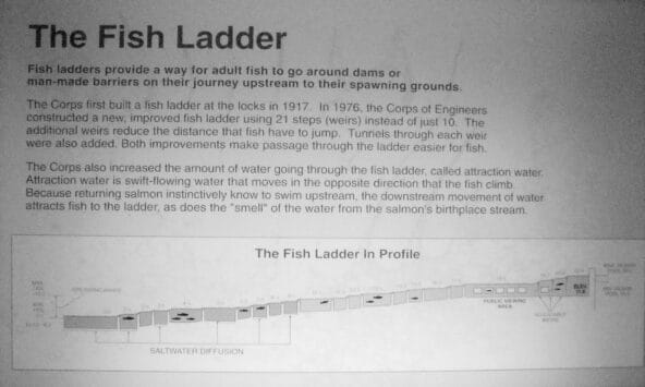 Sign explaining the Fish Ladder