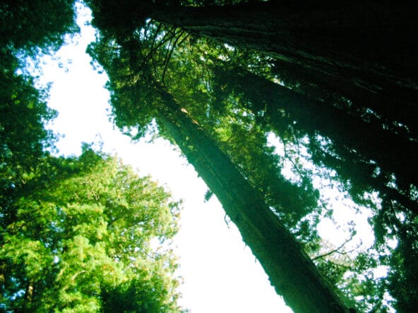 Silhouette of Coast Redwoods