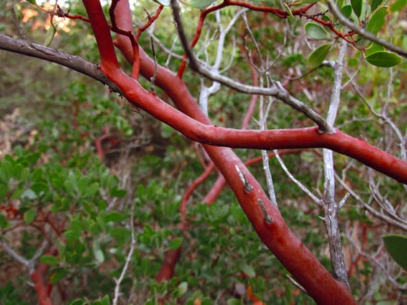 Strange tree with red smooth bark