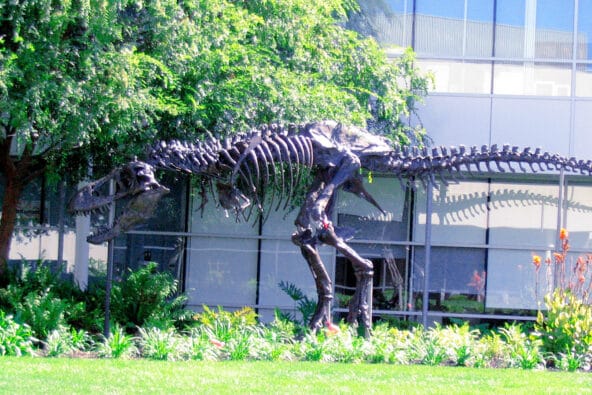 T Rex skeleton on Google Campus (side)