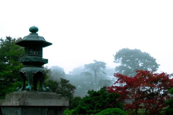 Tall trees fading into distant white mist