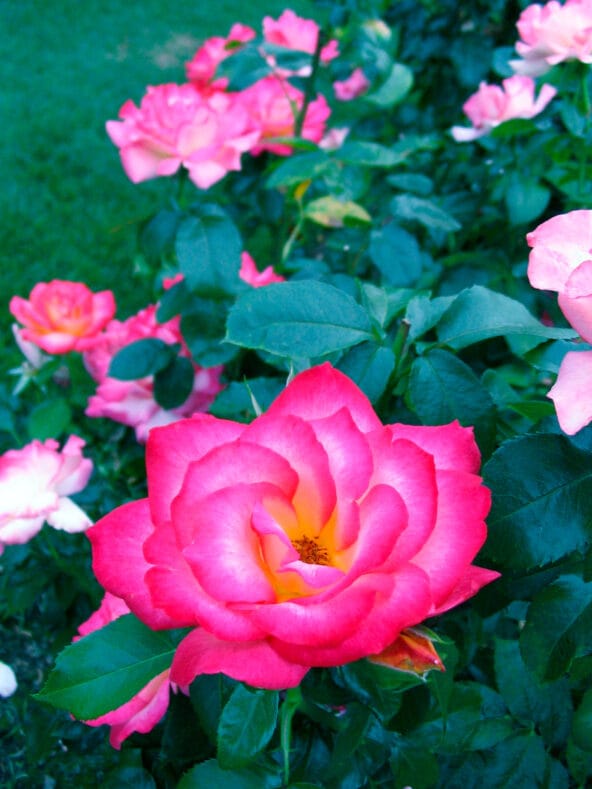 The Perfect Pink Rose (with roses behind)