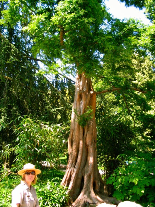 Tour guide by rare and towering tree
