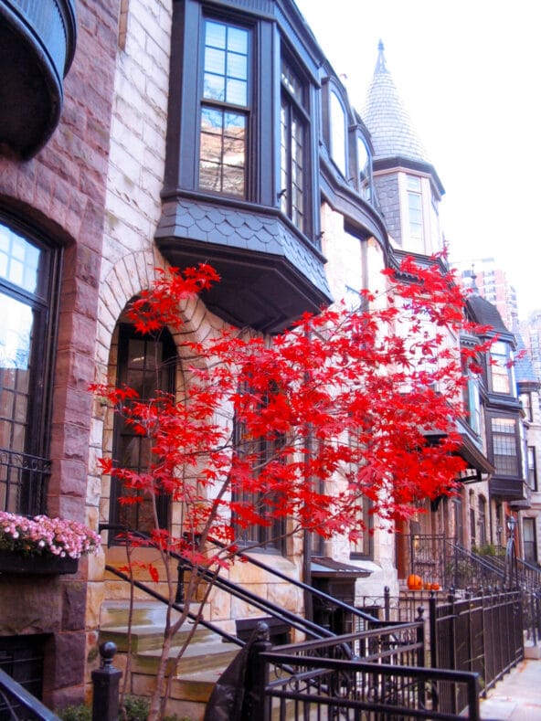 Tree with Bright Red Leaves