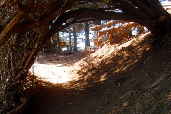 Trees arching over the trail need McWay Falls