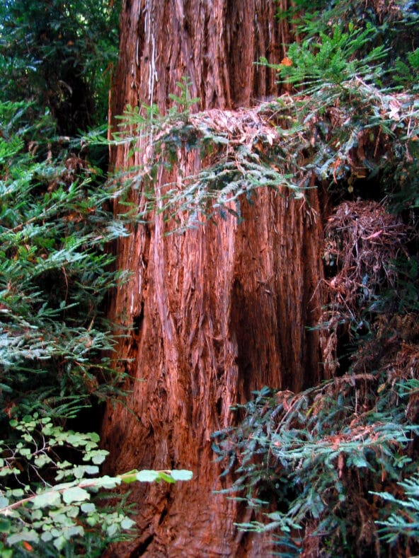 Trunk of Coast Redwood