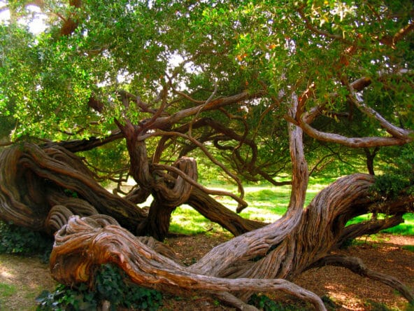 Twisting Trees by green field