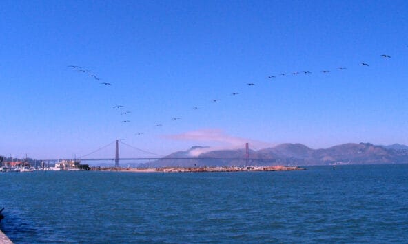 Two Dozen birds flying in formation above San Francisco Bay