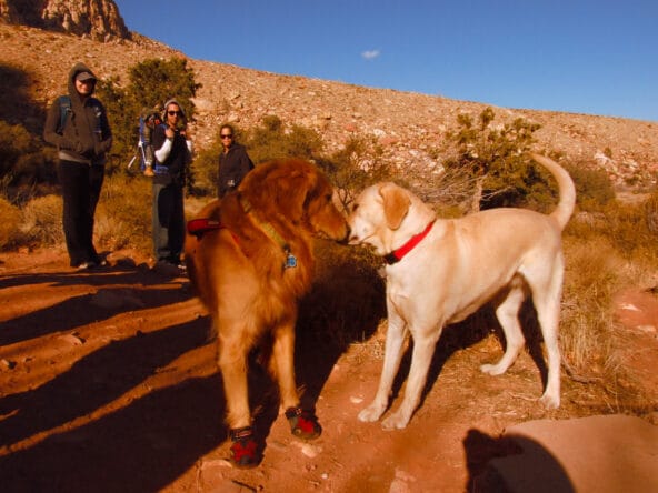 Two dogs talking by house ruins