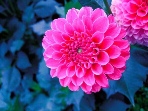 Unique Pink Rose with tube like petals