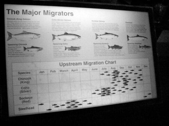 Upstream Fish Migration Chart