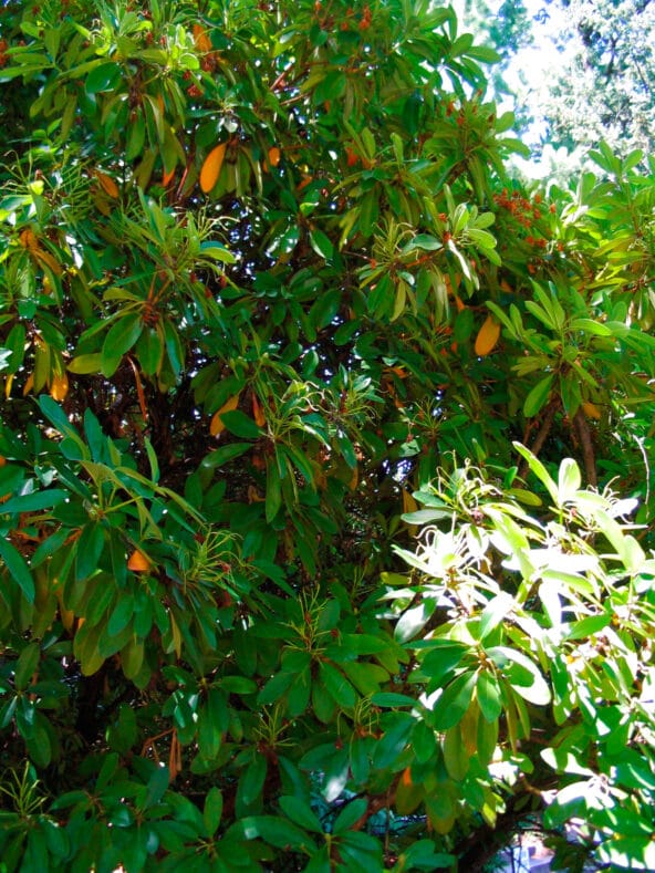 Vanhoutte Spiraea tree