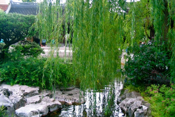 Weeping Willow hanging over lake and stones