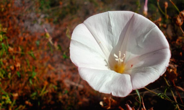 White Bloom with red bug inside