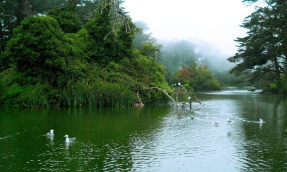 White Pelicans in misty Stow Lake