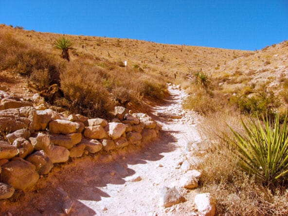 White sandy path past cacti