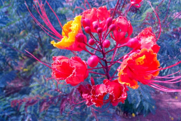 Yellow n Red Desert flowers