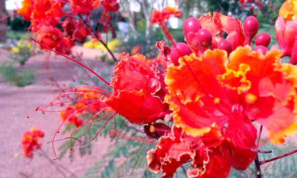 Yellow n Red Desert flowers closeup
