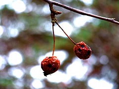 Last Red Chokeberries